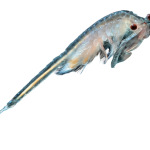03_Plankton